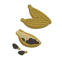 set of cardamom with seeds. Spice logo on white background. vector