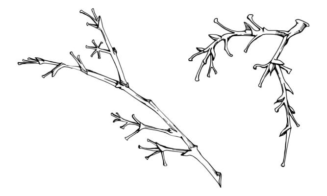Tree, berry or bush branch twig with no leaves, plant stalks, buds, early spring, late autumn or winter. Botanical illustration hand drawn in ink , isolated on white. Wedding, florist shop.