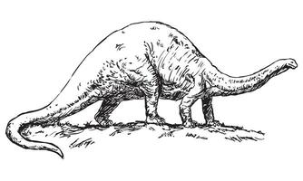 Brontosaurus dinosaur - black and white illustration, isolated on a white background vector