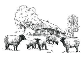 Sheep farm - a flock of sheep in a pasture and traditional wooden timbered cottage with trees, black and white illustration, white background, vector