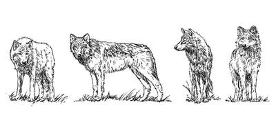 wolf - set of wolves, hand drawn black and white illustrations isolated on white background vector