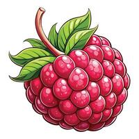 raspberry fruit illustration vector