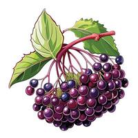 a bunch of purple elderberries on a white background vector