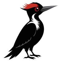 woodpecker illustration illustration vector