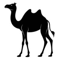 a camel is standing in a black silhouette on a white background vector