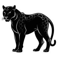 black panther standing on white background vector