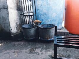 Monkey Exploring Trash Bins in Urban Setting photo