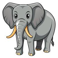 cartoon elephant with tusks on white background vector