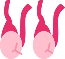 Testicles Flat Icon vector