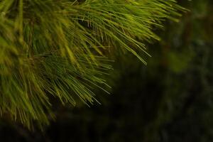 coniferous branches needles on a tree branch photo