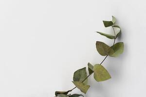 Set botanic Green leaves, eucalyptus branches, isolated on white background. photo