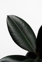 Ficus elastica, rubber fig leaves isolated white background with copy space photo