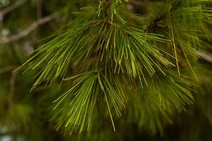 coniferous branches needles on a tree branch photo