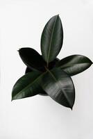 Ficus elastica, rubber fig leaves isolated white background with copy space photo