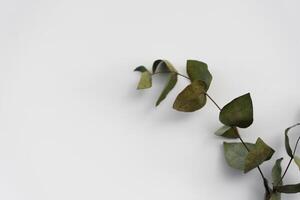 Set botanic Green leaves, eucalyptus branches, isolated on white background. photo