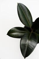 Ficus elastica, rubber fig leaves isolated white background with copy space photo