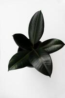 Ficus elastica, rubber fig leaves isolated white background with copy space photo