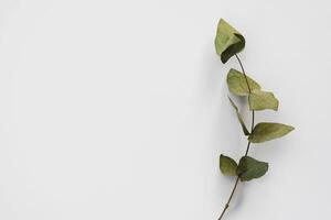 Set botanic Green leaves, eucalyptus branches, isolated on white background. photo
