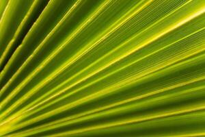 Palm tree leaf close-up macro photo