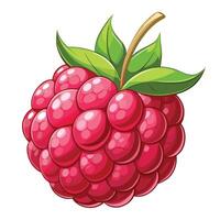 a raspberry is shown on a white background vector