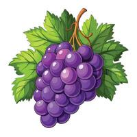 grapes on a branch illustration vector