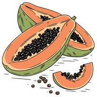 papaya fruit and seeds on a white background vector