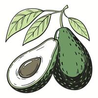 two avocado with leaves on a white background vector