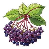 illustration of a bunch of elderberry vector
