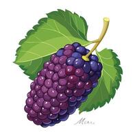 a purple grape with leaves on it vector