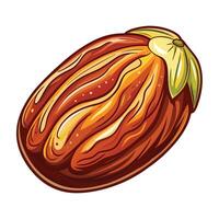 cocoa fruit, isolated illustration on white background vector