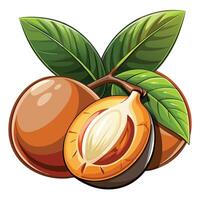 tropical fruit with leaves and half open vector