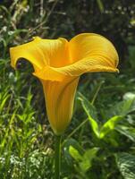 Vibrant yellow calla lily in lush green garden photo