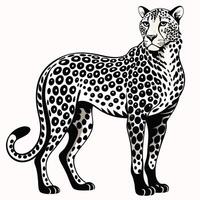illustration of a leopard standing on white background vector
