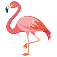 flamingo cartoon illustration illustration vector