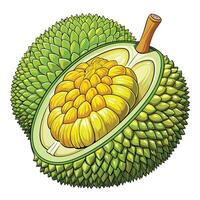 a durian fruit is cut in half vector