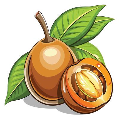 illustration of a ripe apricot fruit with leaves
