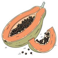 papaya fruit with seeds and seeds on white background vector