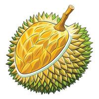 durian fruit,illustration isolated on white background vector