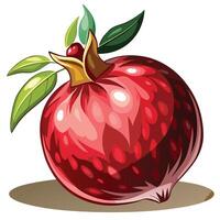 pomegranate fruit illustration vector