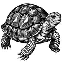 a turtle is shown in a black and white drawing vector