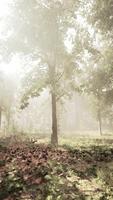 sun's rays break through the branches of trees glowing in the morning fog video