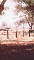 Eucalyptus forest plantation and empty highway in Brazil video
