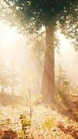 Rays of sunlight in a misty forest in autumn create a magical mood video