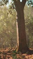 Sun rays flowing through the tree trunks of the evergreen forest video