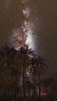 Night shot with palm trees and milky way in background video