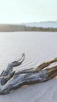 piece of an old root is lying in the sand of the beach video