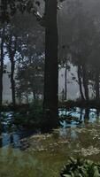 Rays of light falling through the mist and trees in the swamp video