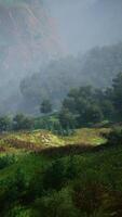 Endless forests in sunny day with perspective in color video