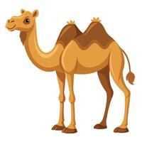 cartoon camel isolated on white background vector