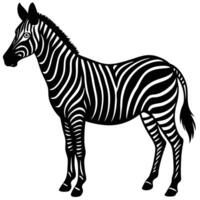 a zebra is standing in front of a white background vector